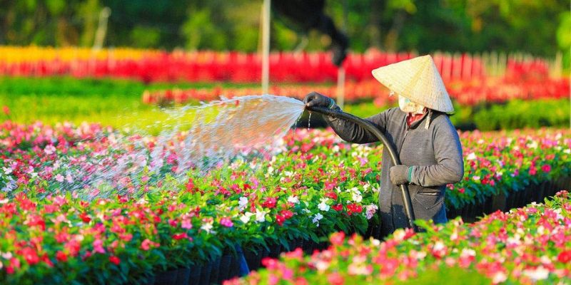 Những giống hoa chủ lực của làng hoa Sa Đéc được chuẩn bị kỹ lưỡng để phục vụ thị trường Tết khắp miền Nam.