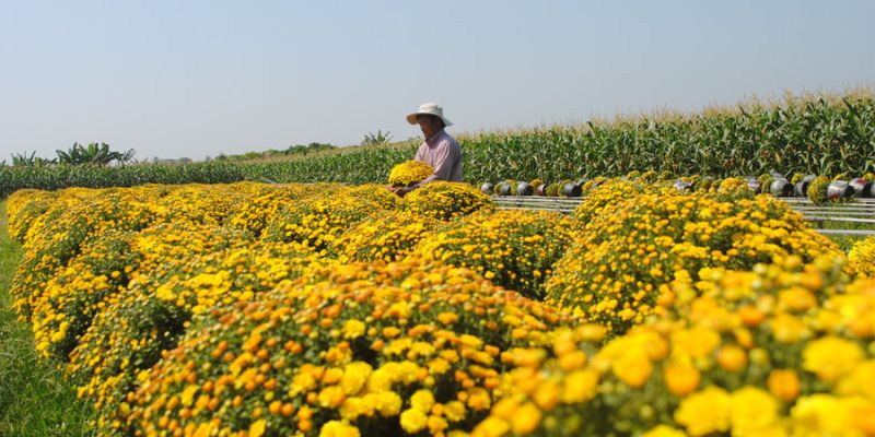 Người dân Sa Đéc chăm sóc hoa bằng xuồng ghe – hình ảnh quen thuộc gắn liền với đời sống và nghề truyền thống địa phương.