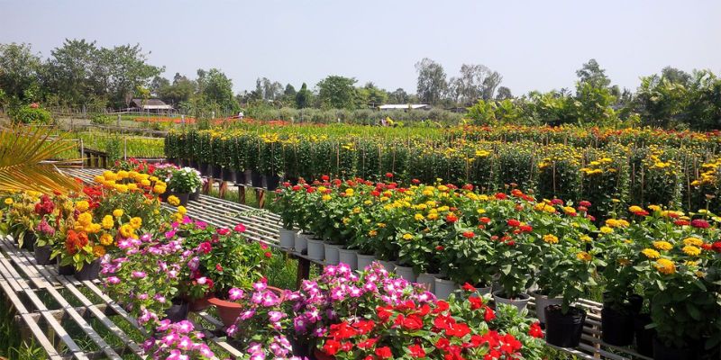Hoa nở rộ khắp các lối đi trong làng hoa Sa Đéc, tạo nên không gian check-in đậm chất miền Tây sông nước.